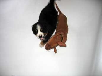 Two puppies running and playing Bird’s eye view of two puppies running beside each other while playing. The dog on the right is a ten-week-old Vizsla puppy and the dog on the left is a nine-week-old Bernese Mountain Dog puppy