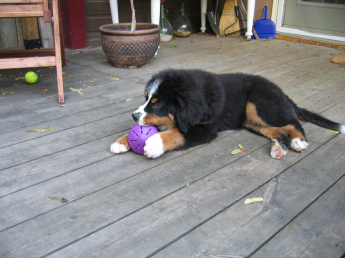 10 week old Bernese Mountain dog puppy lying on wooden deck outdoors, chewing on a stuffed Treat Toy Puppy with treat toy