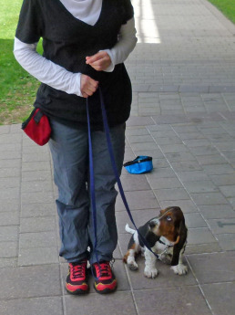A ten-week-old Bassett Hound puppy, on leash, sitting calmly beside a standing young woman. Good leash tension