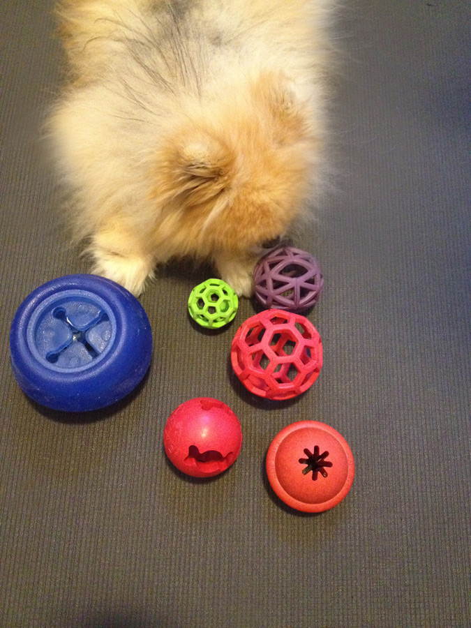 Pomeranian inspecting a variety of toys on the living room floor Dog and toys