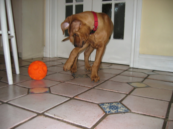 Twelve-week-old Rhodesian Ridgeback puppy pawing a Treat Ball in the kitchen Puppy with treat ball