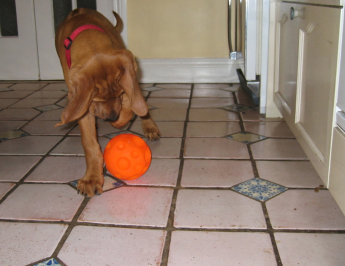 Twelve-week-old Rhodesian Ridgeback puppy pawing a Treat Ball Puppy with treat ball