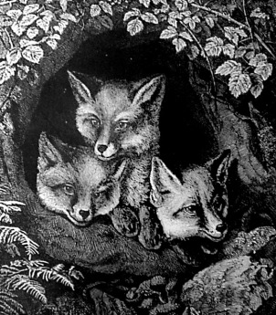 dogs-in-den