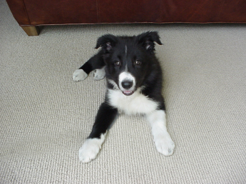 Eight week old black and white Border Collie lying on carpet New puppy - 8 weeks