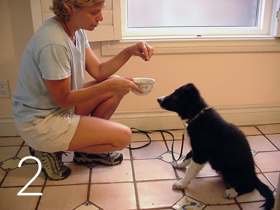 food-bowl-2