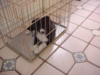 Puppy in Crate Eight-week-old Border Collie puppy lying quietly in metal crate with no cushions or blankets in it, as an example of positive dog training.