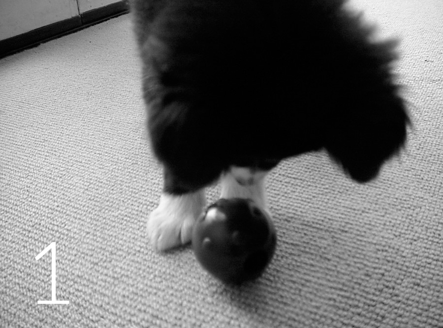 pup-w-tricky-treat-1-bw
