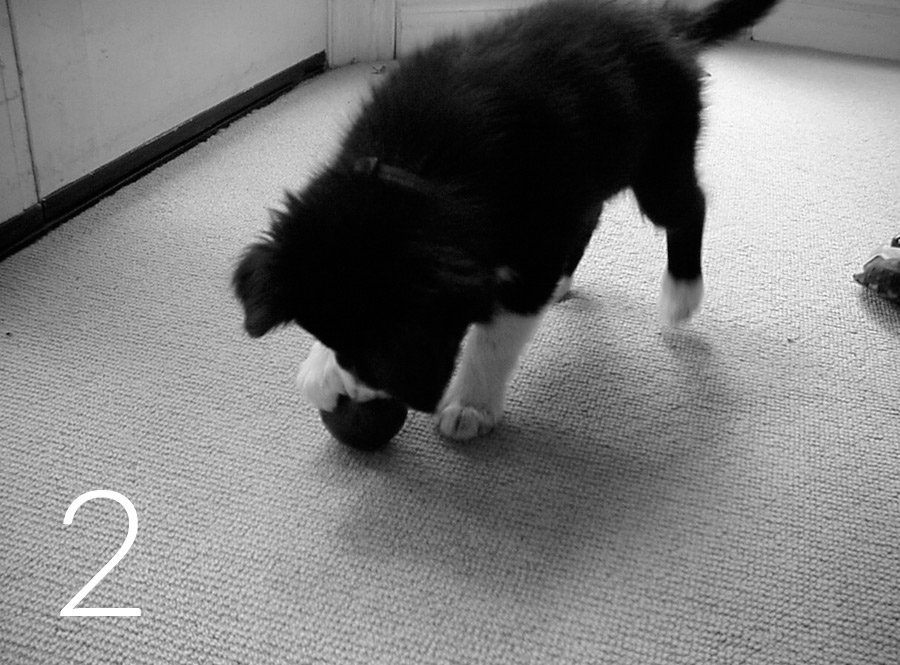 pup-w-tricky-treat-2-bw