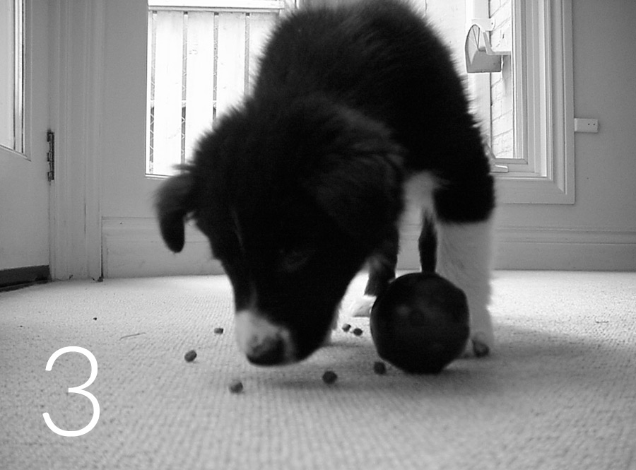 pup-w-tricky-treat-4-bw