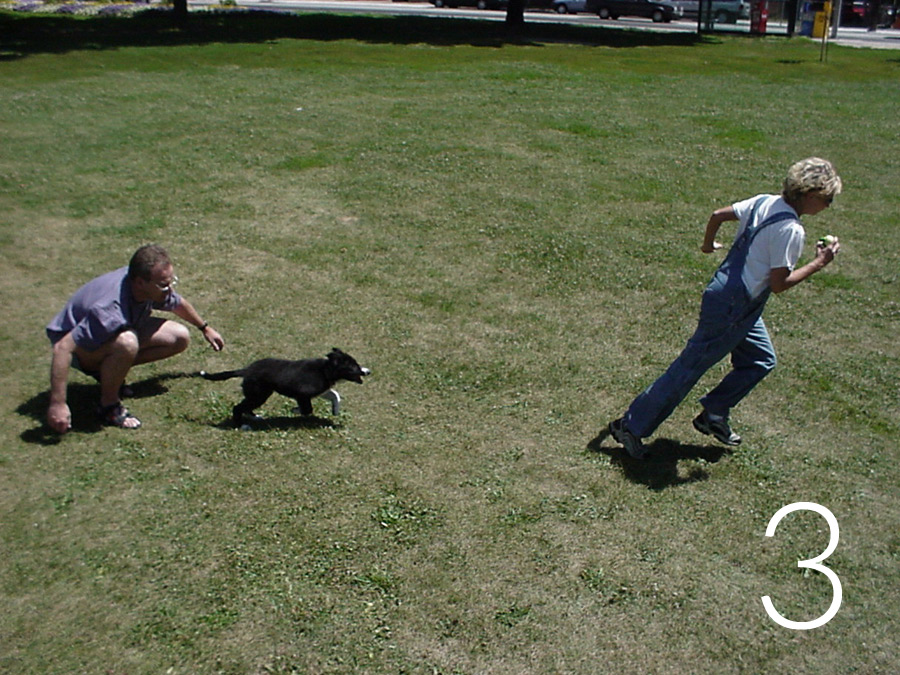 puppy-out-of-gate-4