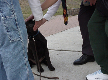 Puppy meeting school children Twelve-week-old brown Lab sitting, receiving a treat while being patted