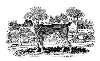 Herd dog