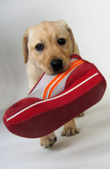 Puppy carrying shoe Eight week old yellow Lab puppy with red shoe in his mouth