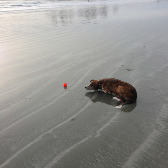 Tofino-Dog-1