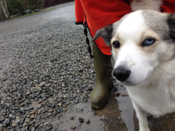 Tofino-Dog-2
