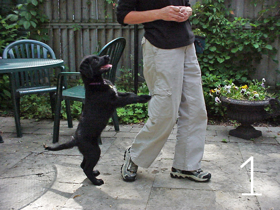 Puppy jumping up on woman Twelve-week-old Retriever with her front paws up on the back of a young woman’s legs. Woman is turned away from dog
