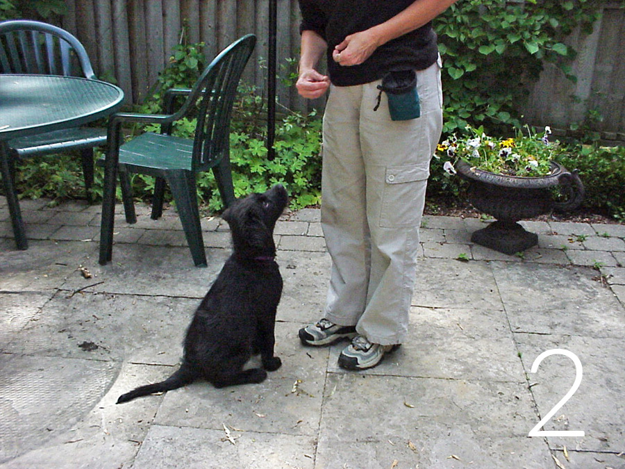 Puppy sitting in front of a young woman Twelve-week-old Retriever sitting next to young woman who is facing her puppy