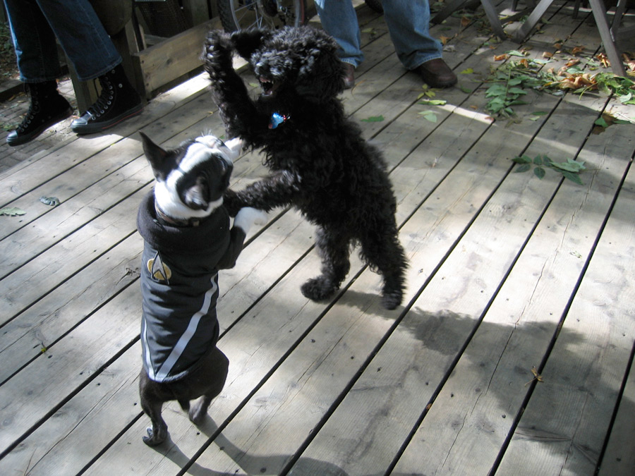 puppies-playing