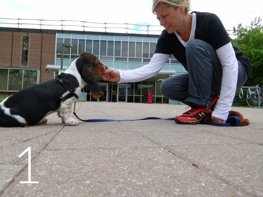 Step one of luring a puppy through puppy push-ups Squatting down, a young woman holds a dog treat to a ten-week-old Bassett Hound puppy’s nose while she is in a sitting facing her