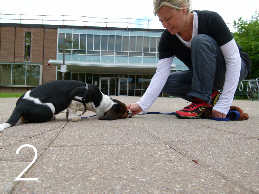 Step two of luring a puppy through puppy push-up Still squatting, the young woman lowers the dog treat in her hand while the Bassett Hound puppy keeps her nose against the woman’s hand as she lowers her body down towards the ground