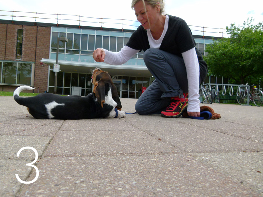 Step three of luring a puppy through puppy push-up Still squatting, the young woman is holding her hand directly above a ten- week-old Bassett Hound puppy’s nose who is lying down