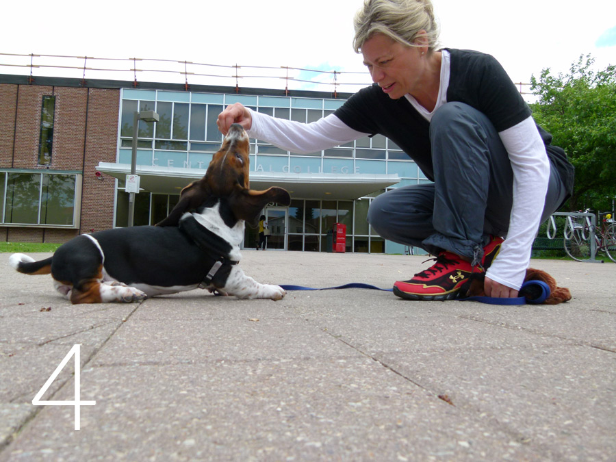 Step four of luring a puppy through puppy push-up Still squatting, the young woman raises her hand holding a dog treat while the Bassett Hound puppy keeps her nose against her hand as he starts stand up from lying down.
