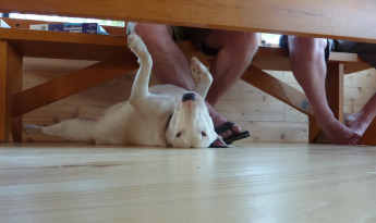 upside-down-dog
