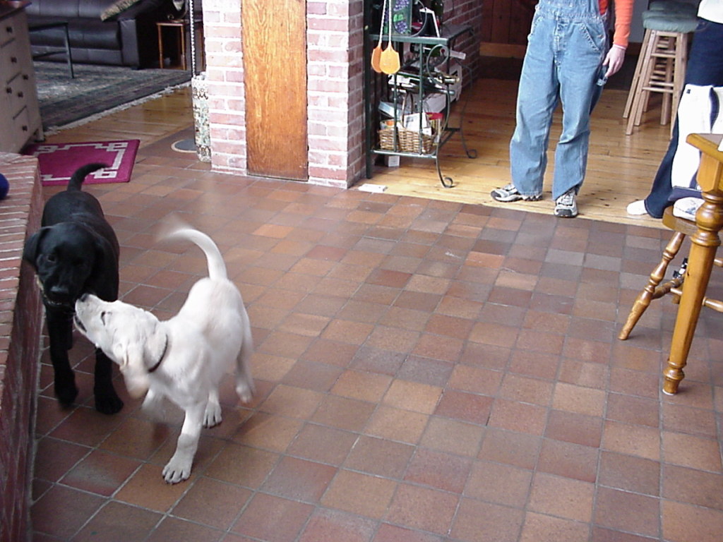 A puppy learns to inhibit the force of his bite through your puppy’s life. play with other dogs.