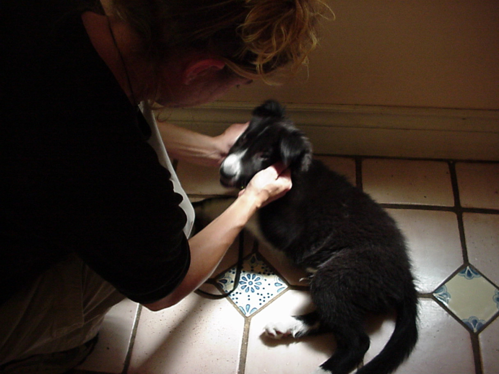 Pull at his fur, treat. Gently pull on his tail, treat. Pat him on the top of the head, treat. Tug on his ears, treat. Tug on his jowls, treat. Poke and prod him, treat.