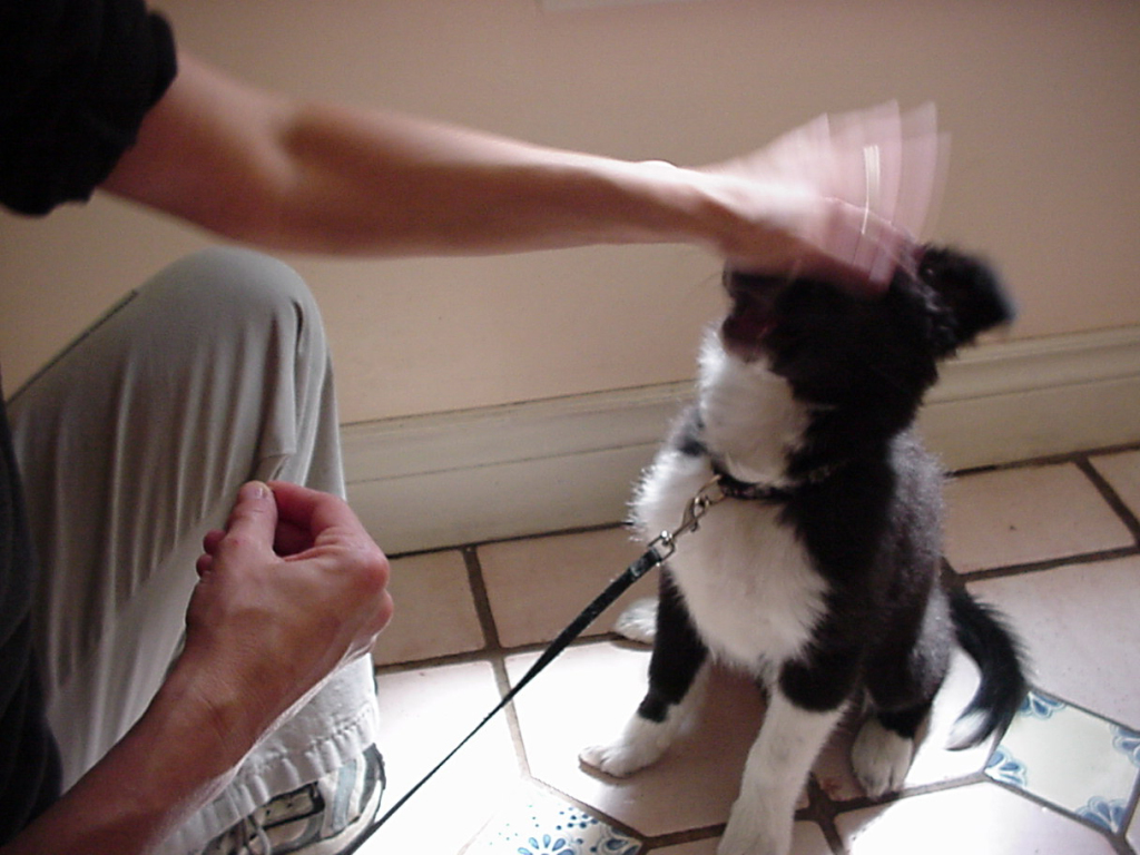 Think of the way you have seen kids handle dogs. Handle the pup in this fashion as you use treats. Simulate the way a toddler may handle a dog. Poking, prodding, and grabbing at the puppy. Use treats to turn this into a positive experience for your pup.
