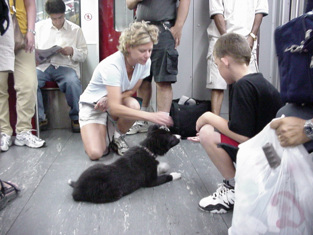 Stay focused on your puppy as he meets new people.