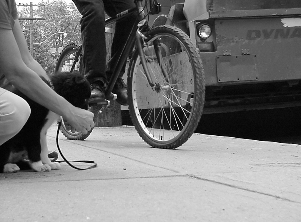 When socializing, try and see the world from your machinery. puppy’s eye level perspective.