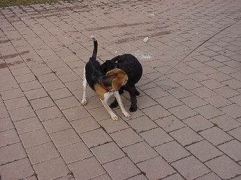 Two dogs meeting Twelve-week-old brown Lab meeting an adult Beagle while on leash. Both dogs are sniffing each other
