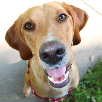meetcooper