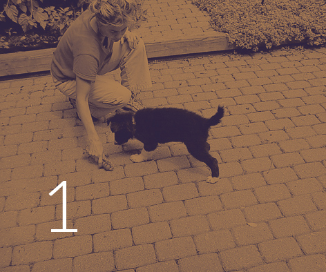 Therapeutic game to play with puppy