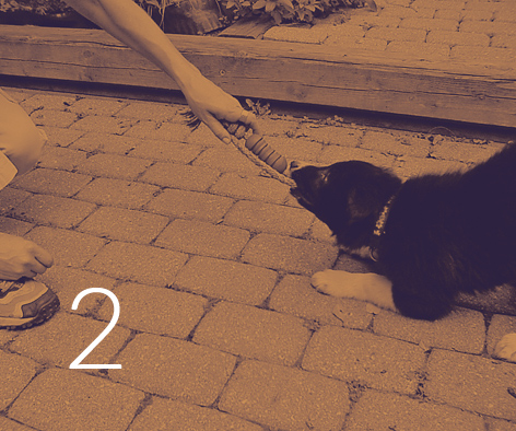 help develop a health behavior in your puppy