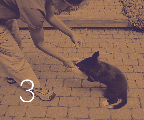 As a 9 week old puppy holds a tug toy in his mouth a young woman lowers a piece if food to the pups nose