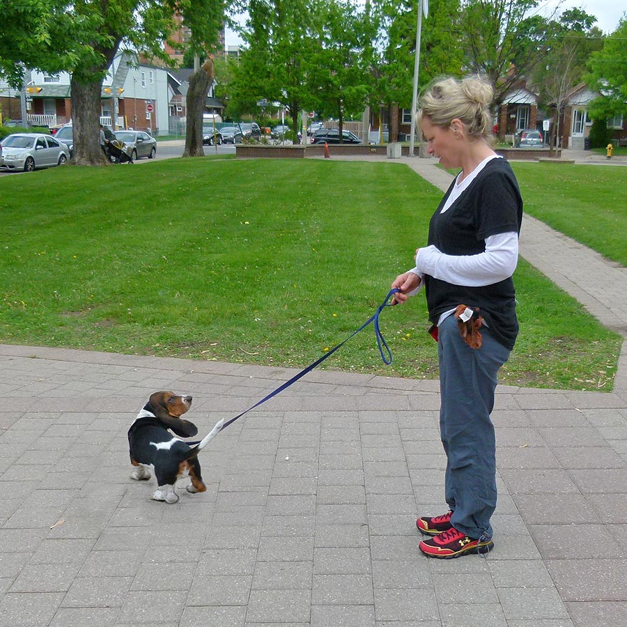 The puppy is looking up at the young woman, this is what checking in look like