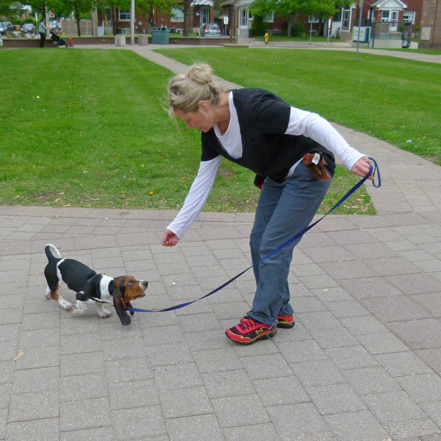 Woman gives puppy treats for check in with her