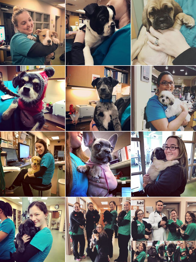 multiple pictures of a variety of veterinary technicians holding puppies at the Neffsville Veterinary Clinic. Everyone is smiling and all the puppies looked relaxed and comfortable.