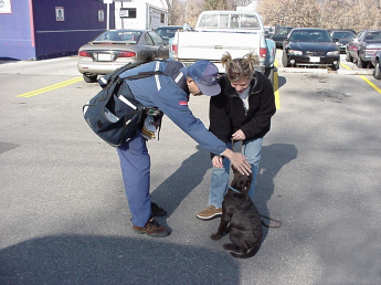 Young woman and her 12-week-old chocolate Lab puppy meet a mailman. They meet outdoors and the puppy is in a sit while the mailman leans over and pats his head. The woman gives the puppy a treat as this happens