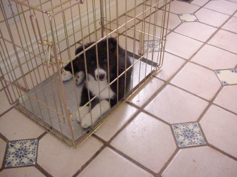 pup-in-crate