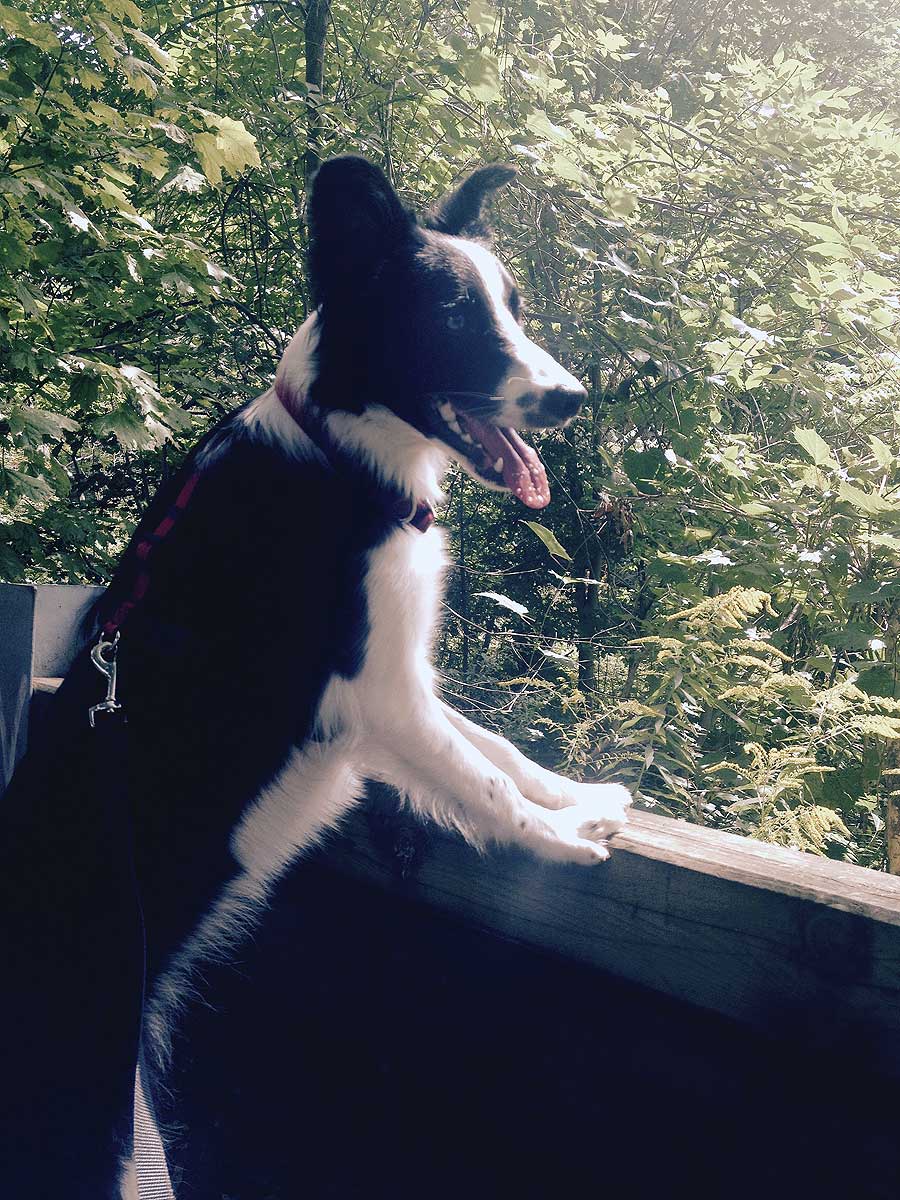 One year old Border Collie with front paws up on rail while she scans the ravine