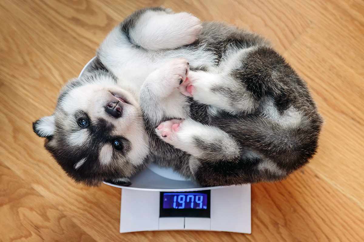 This is an image of an 8-week-old puppy laying upside-down on a weight scale. The picture is taken from above and the puppy is looking up at the viewer. /2018/03/count-down-to-puppy-part-1-of-3/