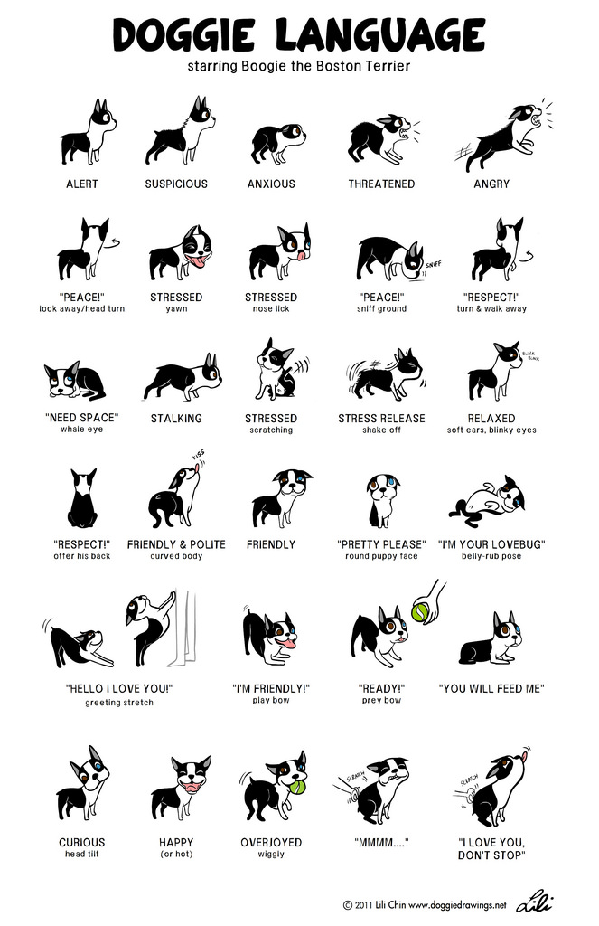 Doggie Language starring Boogie the Boston Terrier