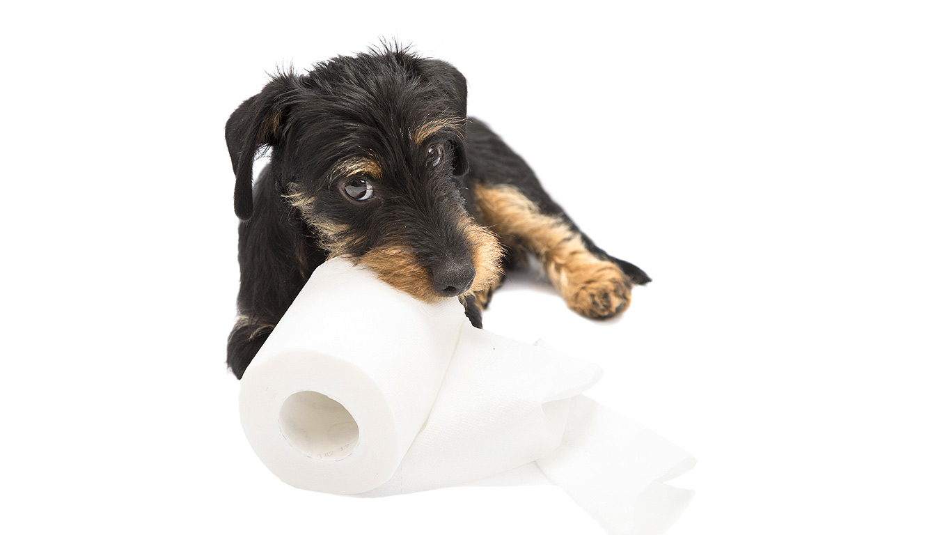 wire haired dachshund puppy lies facing the camera while chewing on a roll of toilet paper