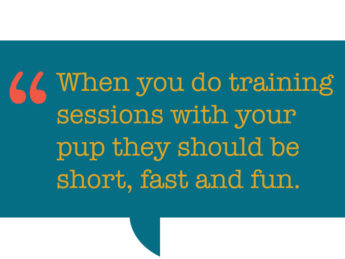 pull quote: When you do training sessions with your pup they should be short, fast and fun.