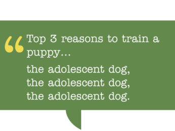 pull quote reads: Top 3 reasons to train a puppy... the adolescent dog, the adolescent dog, the adolescent dog.
