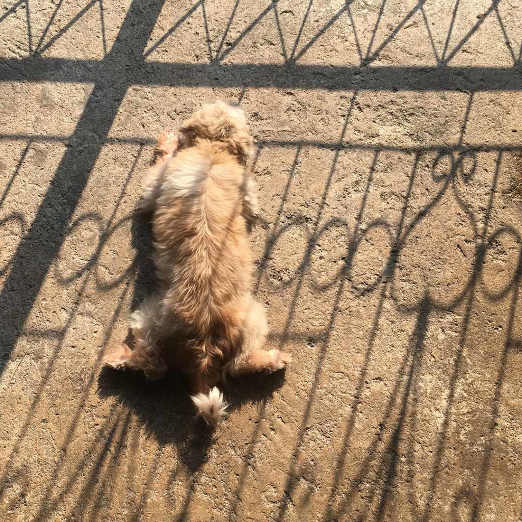 a puppy laying on his belly in the sun with the shadow on a fence on him.